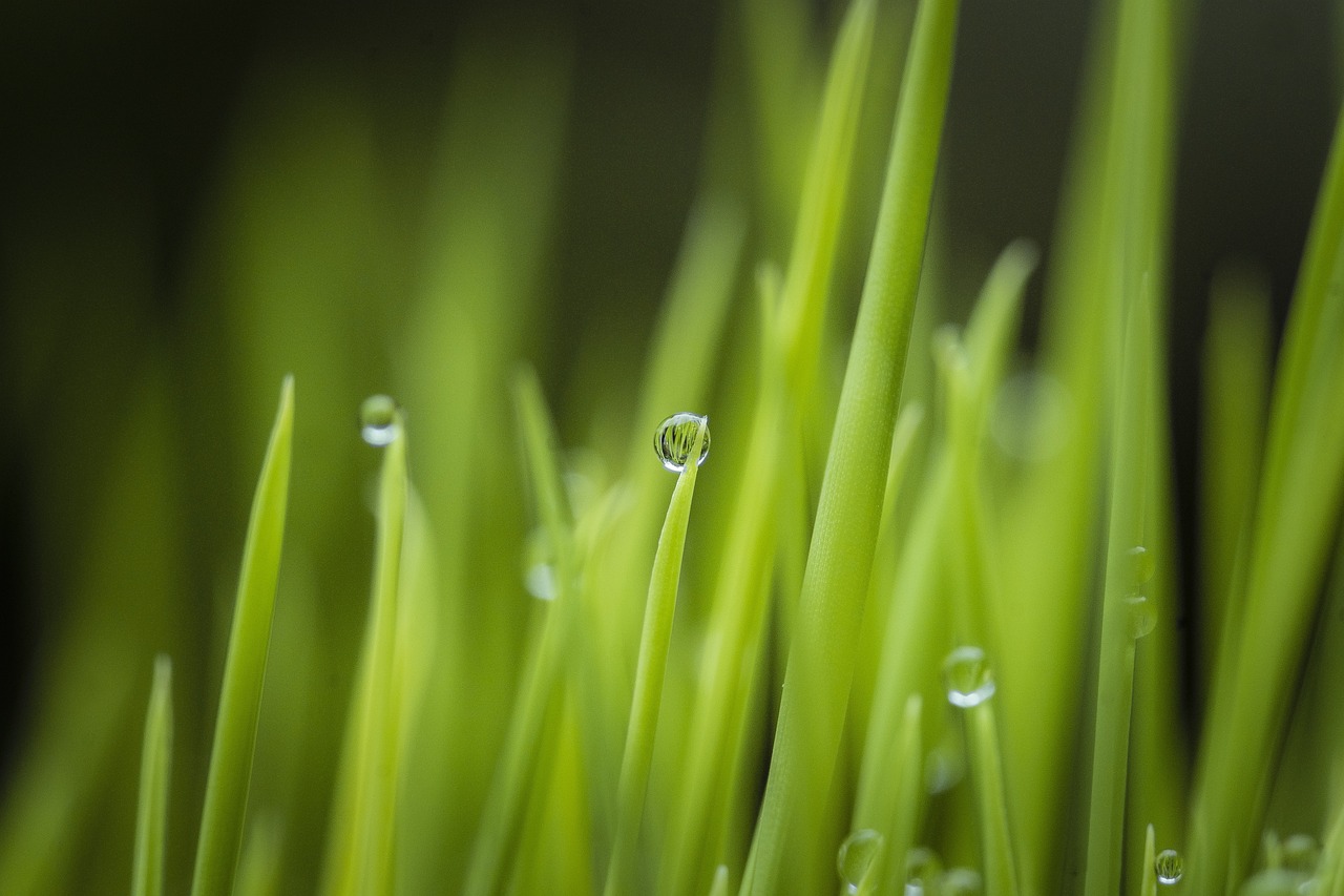 The Correlation between Green Buildings and Human Health